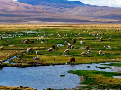 salinas arequipa (4)